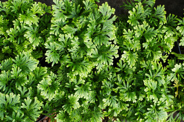Selaginella bryopteris is called Sanjeevni and Indian herb.