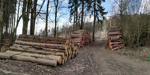 logs in the forest