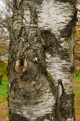 Obraz premium Background of birch tree bark