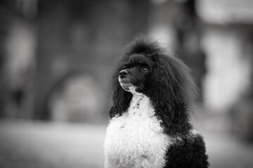 Puppy of poodle is sitting on Carls bridge. He was in center of Prague. She is so patient model.
