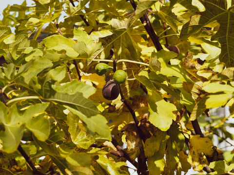 (Ficus carica) Feigenbaum oder Echte Feige. Zweig mit Reife und unreife Feigen zwischen dekorativen Herbsbl&auml;tter