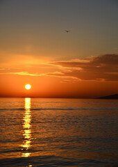 Romantic sunset over lake while bird is flying over.