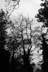 Dark moody trees