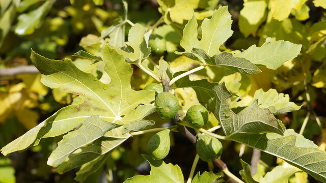 Ficus carica oder Echte Feige mit unreife Fr&uuml;chte zwischen gro&szlig;e gr&uuml;ne Bl&auml;tter