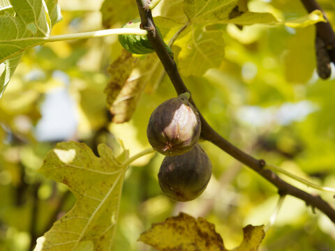 Nahaufnahme einer reifen Feige, die an einem Zweig mit mit herbstfarbenem Laub h&auml;ngt