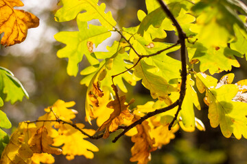 yellow maple leaves