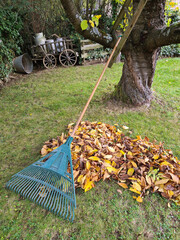 laubrechen im herbst in einem garten