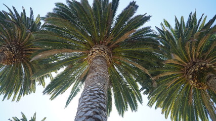 Palm trees on Los Angeles coastal area