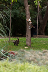 Rural cats playing in the city garden