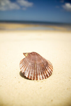 seashell on the beach