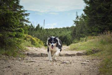 Border collie is running on the road.  He is on trip in mountain Krkonose