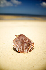 seashell on the beach
