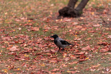 Magpie walking on the ground