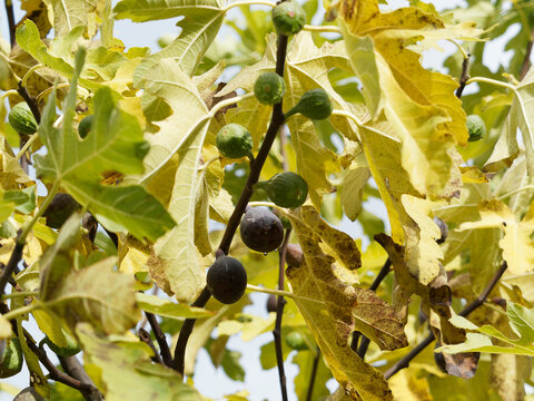 (Ficus carica) Feigenbaum oder Echte Feige. Zweig mit Reife und unreife Feigen zwischen dekorativen Herbsbl&auml;tter