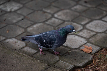 Pigeon walking on the ground
