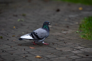 Pigeon walking on the ground