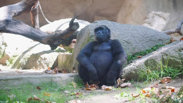 Big black gorilla is sitting near a stone. Silverback mountain gorilla portrait.