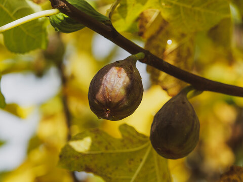 Nahaufnahme einer reifen Feige, die an einem Zweig mit mit herbstfarbenem Laub h&auml;ngt