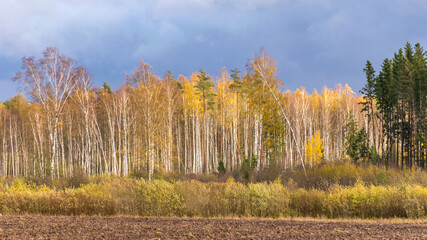 Fototapeta premium autumn landscape with colorful yellow trees in the background, foreground field, golden autumn, expressive sky, autumn time