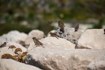 Sparrow playing on the rocks next to the shore