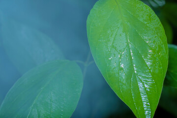 Background in soft focus with leaves in fog
