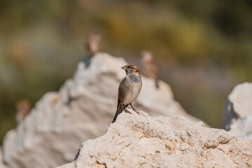 Sparrow playing on the rocks next to the shore