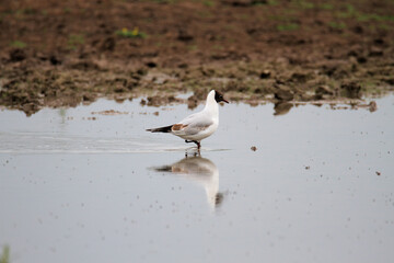 A close up of a Black Headed Gull