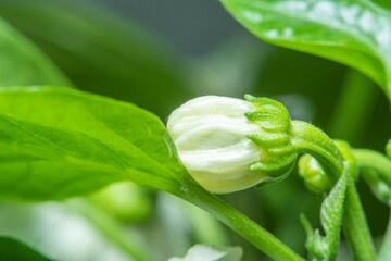 Close-up of a white blooming pepper flower. Concept - growing herbs and spices