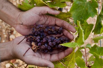Man holding a bunch of grapes turned into raisins in the field