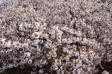 ピンクの桜