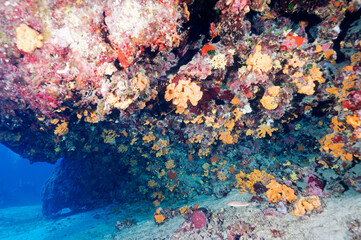 Fototapeta na wymiar Overhang covered with sponges and coralline algaes Gokova Bay Turkey