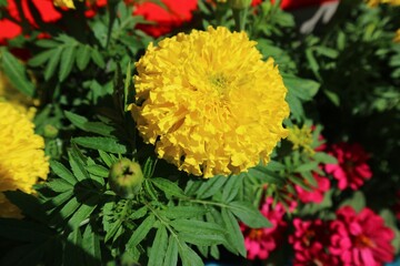 yellow chrysanthemum flower