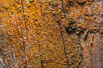 Wooden background from old wood with micro cracks and chips in soft focus at high magnification....