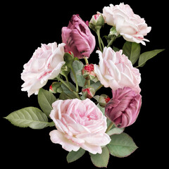 Blush pink roses and carmine tulips isolated on black background. Floral arrangement, bouquet of...