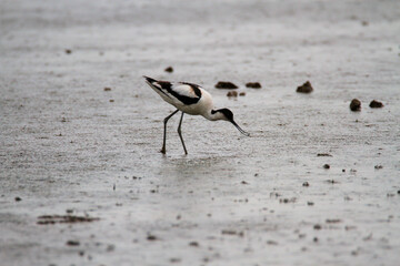 An Avocet in the water at Slimbridge Nature Reserve