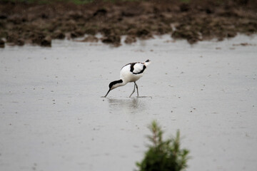 An Avocet in the water at Slimbridge Nature Reserve