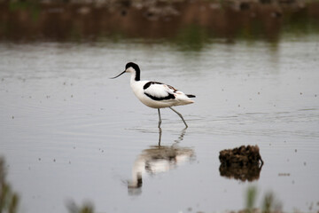 An Avocet in the water at Slimbridge Nature Reserve