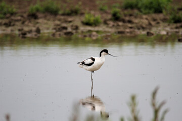 An Avocet in the water at Slimbridge Nature Reserve
