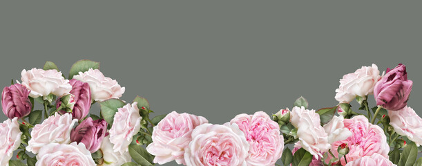 Floral banner, header with copy space. Blush pink roses, carmine tulips isolated on warm grey...