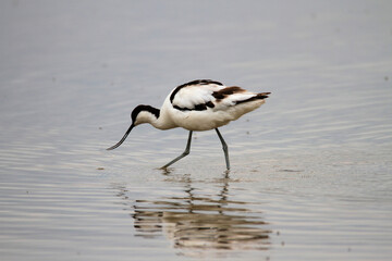 An Avocet in the water at Slimbridge Nature Reserve
