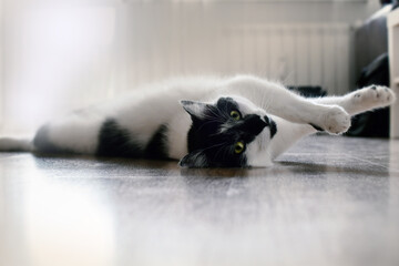 Miss cat © Małgorzata