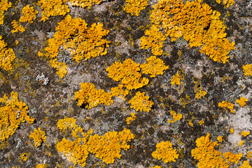 yellow lichen on stone - Powered by Adobe