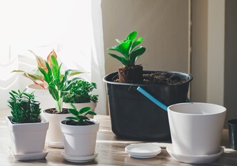 planting the plant in white ceramic pots on the wooden table. Concept of home gardening.