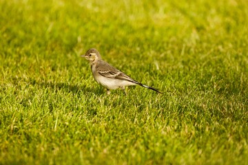 portrait of a young wagtail on gras, sunlight shot