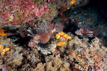 Invasive lionfish, Pterois volitans, Sarıgerme Turkey.