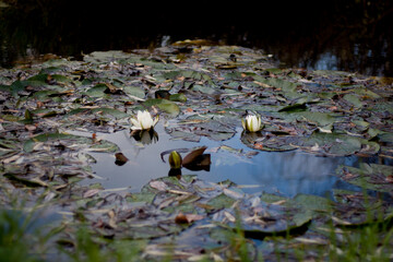 water Lily in the autumn lake