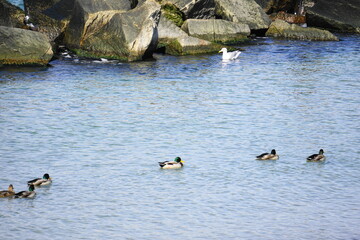 Ostseebad Wustrow, Wellenbrecher, Halbinsel Fischland, Mecklenburg-Vorpommern, Enten