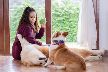 Happy smile pretty woman sitting and plays a ball with her lovely brown corgi dog in the living room beside the windows. Outside the window is the garden. Relaxation and winter holidays concept