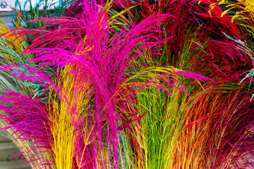 front view colorful flowers background