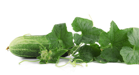 Fresh сucumber with green leaves isolated on white background